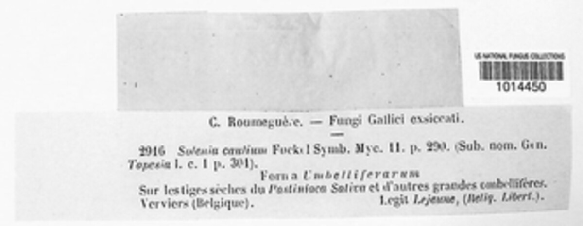 Tapesia caulium image